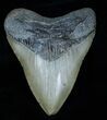 Inch Megalodon Tooth #3788-1